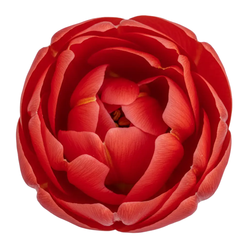 grosswerk Frühlingsmarkt rote Blüte